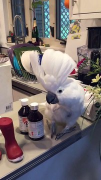 Cockatoo dances and sings like no one and it's hilarious!