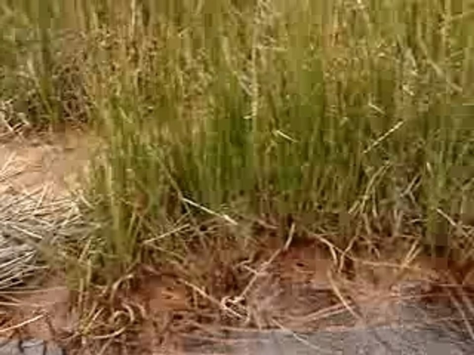 Cordillere-Blanche- Perou