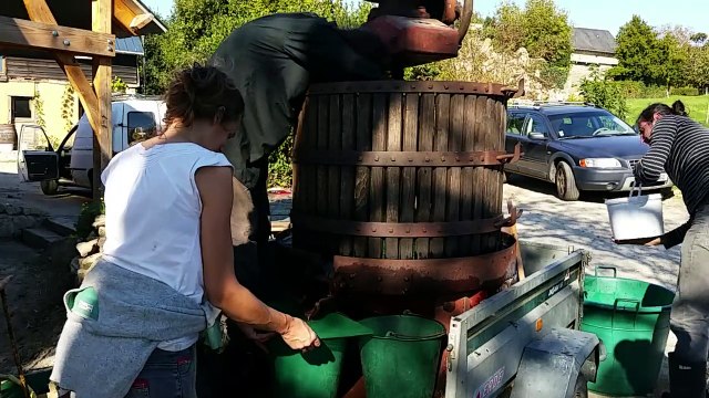 Vendange au Petit-Changeons à Avranches