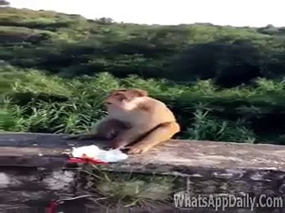 Monkey Funny Clip