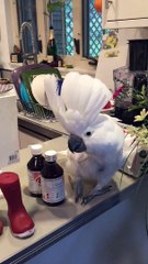 Un perroquet danse comme un fou! Trop mignon...