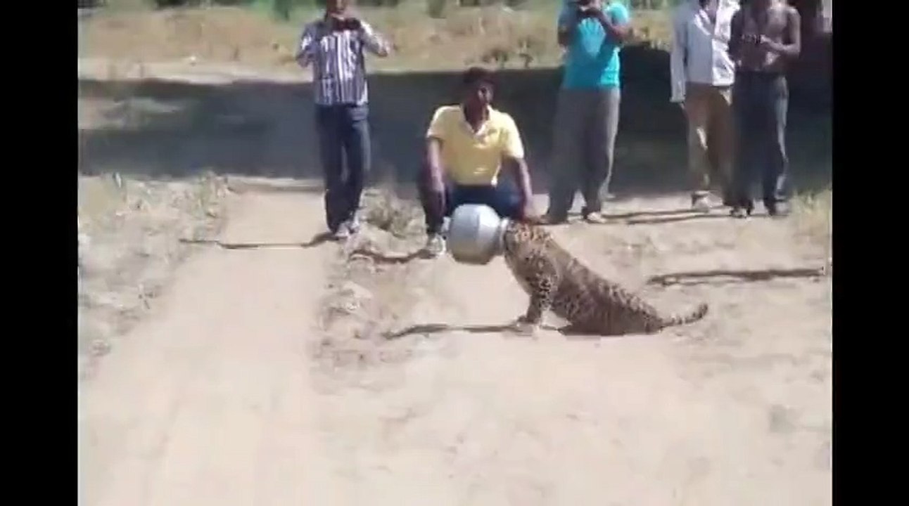 How Leopard' Head stuck in the Pot