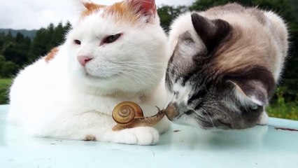 Un chat fait des bisous à un escargot