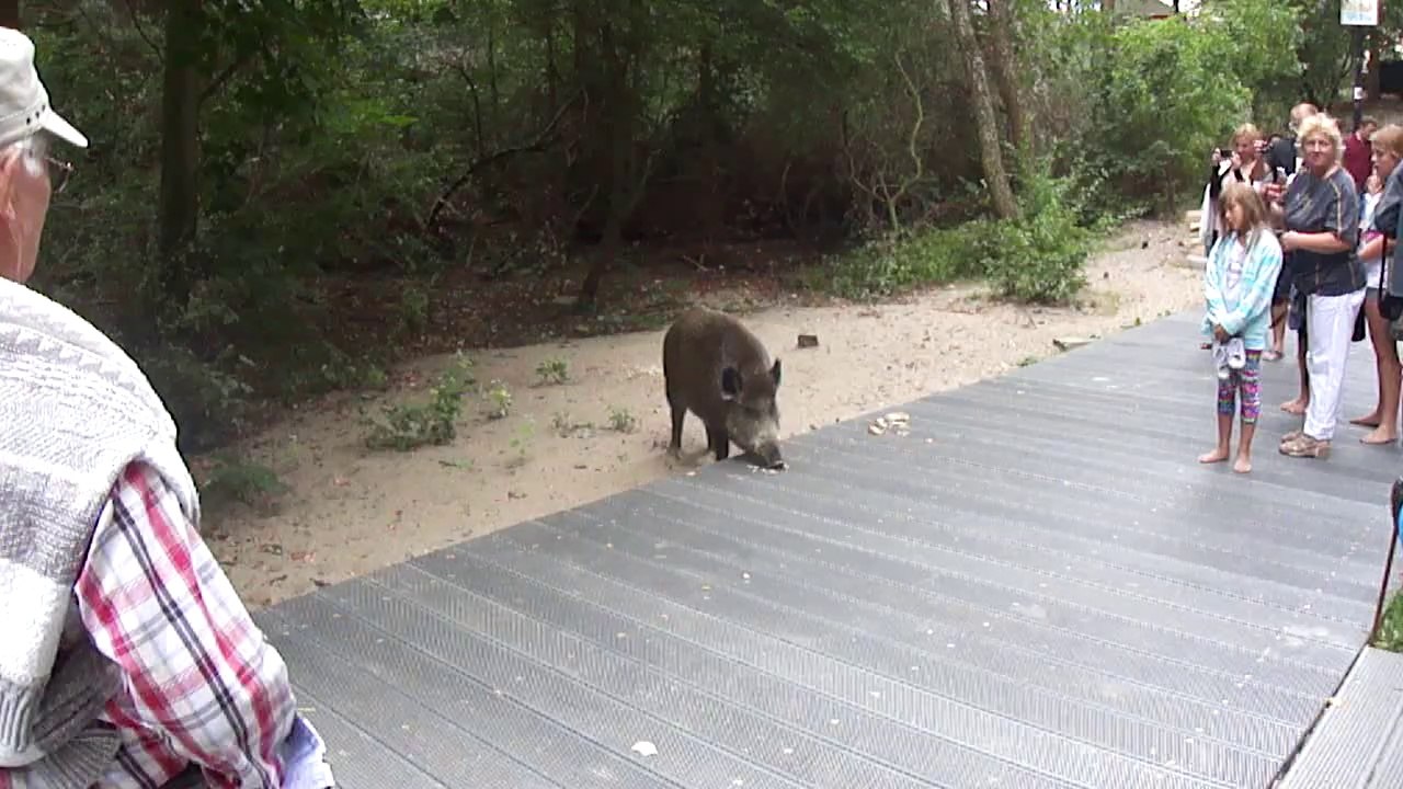 Ein schweinisches Erlebnis und eine ungewöhnliche Begegnung