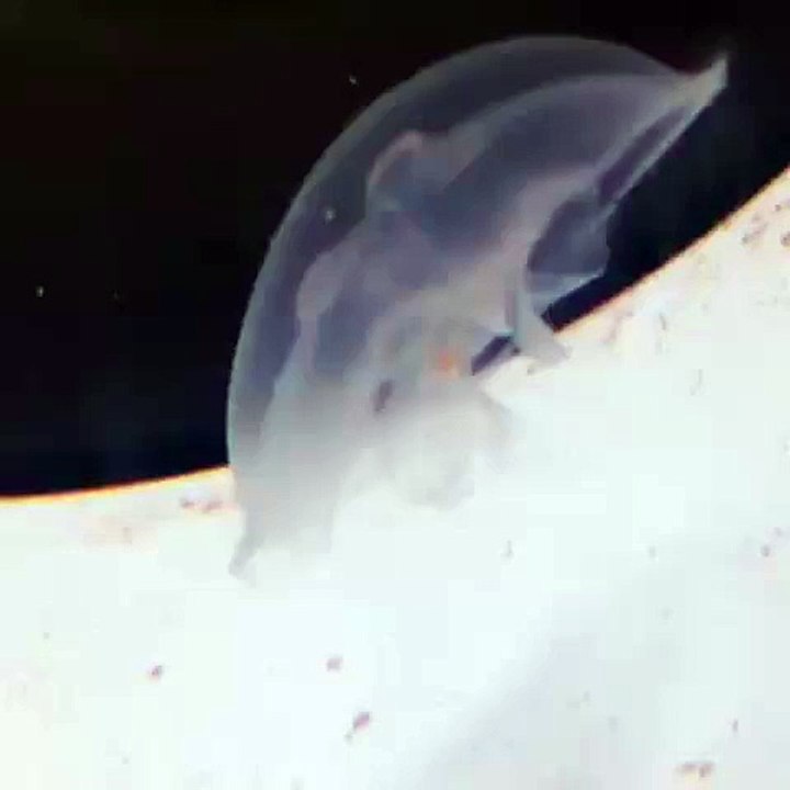 Moon Jellyfish Feeding