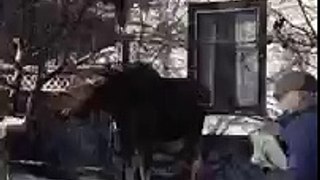 Woman kicked by moose