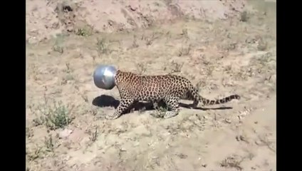 Un léopard se coince la tête dans un pot en métal