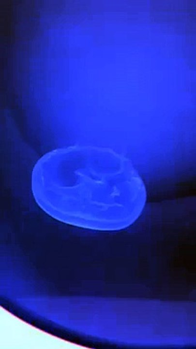 Moon Jellyfish (Aurelia Aurita) Swimming