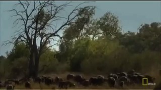 National Geographic Animals - Lion's and Buffaloes The Mortal Enemies - Lions Documentary