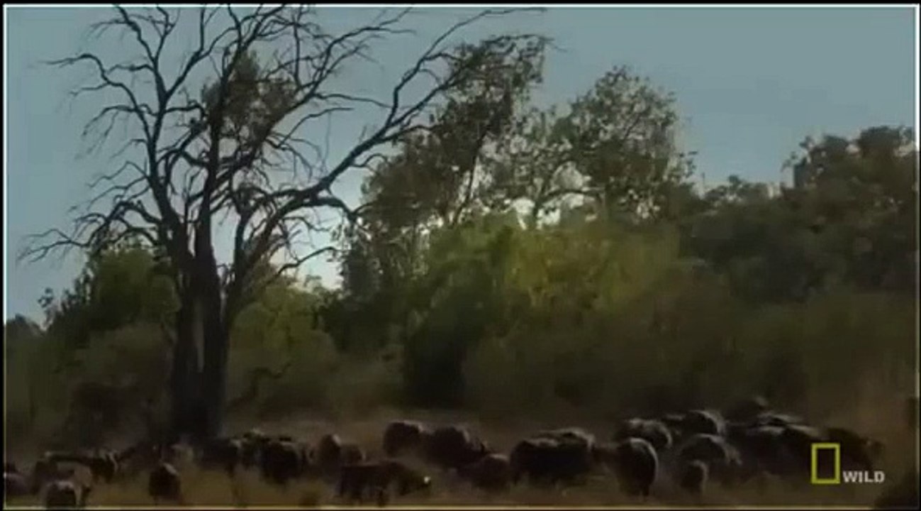 National Geographic Animals - Lion's and Buffaloes The Mortal Enemies - Lions Documentary