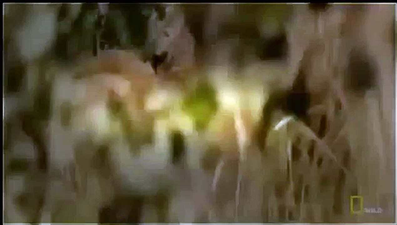 National Geographic Animals - Lion's and Buffaloes The Mortal Enemies - Lions Documentary