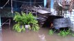 Inundações no México por tempestade Marty