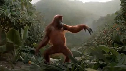 Funny Monkey Doing Parody of honey Sing