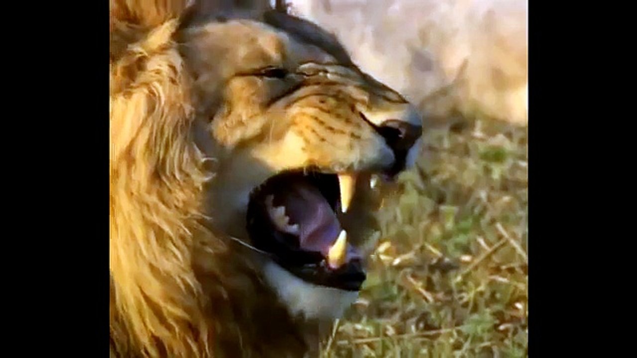 JOKElaughinglionlol-YtPak.com