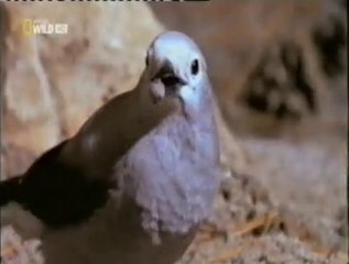 Memoria espacial prodigiosa: Cascanueces americano