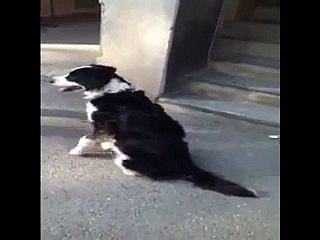 Fariha girl & dog ~ mujeres que juegan con los perros 3 yellow is the warmest colour