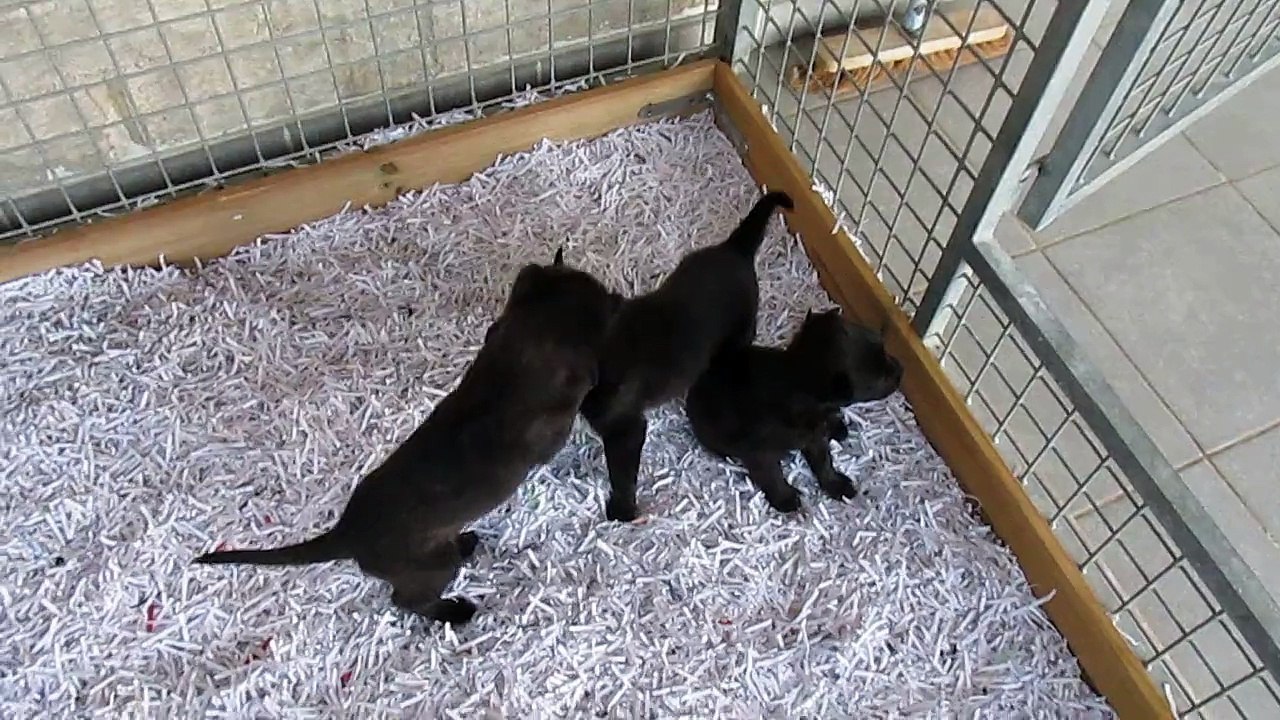 chiots eulone x eole 2015