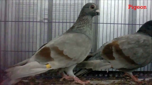 Short beak homer Pigeon