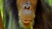 Chimpances: Inteligencia animal