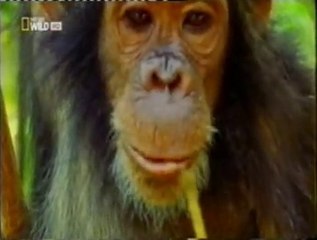 Chimpances: Inteligencia animal