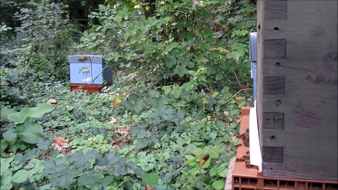 frelon europeen devant la ruche