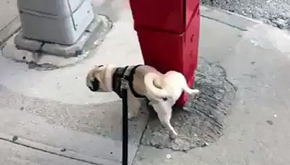 çişi ile fantazi yapan köpek