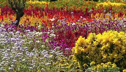 Hoe zeg je We hebben gewonnen in het Portugees? - RTV Noord