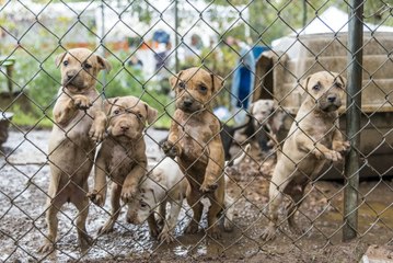 23 pit bulls recovered in dog fighting investigation