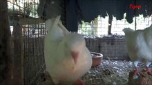King ( Fancy Pigeon )