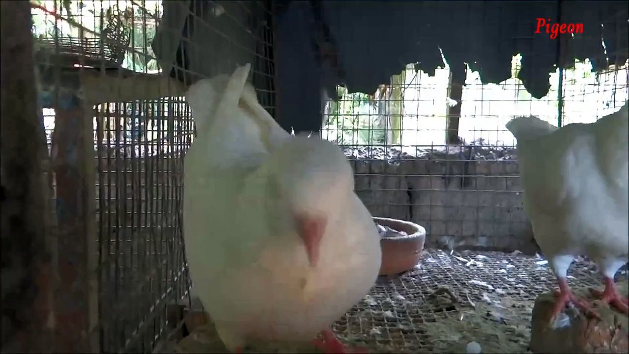 King ( Fancy Pigeon )