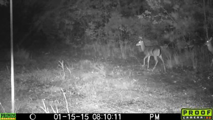 Bucks Sparring in South Carolina