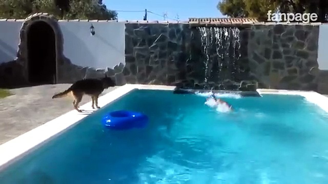 Il padrone finge di annegare e guardate il cane come reagisce