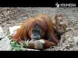 Il piccolo di orango insieme alla madre guardate quanto sono teneri