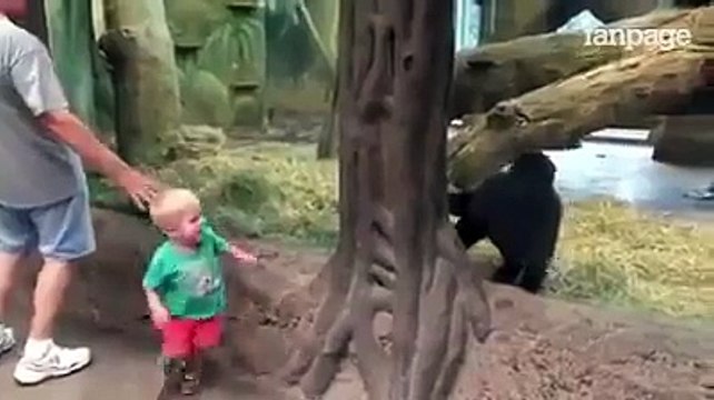 Il piccolo vede un cucciolo di gorilla e guardate dopo che succede allo zoo