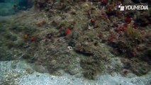 Il polpo che si mimetizza con il fondale