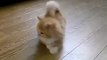 Komik Video Çok komik ve tatlı kedi ☆ Komedi ve Eğlence izle (video)  ツ