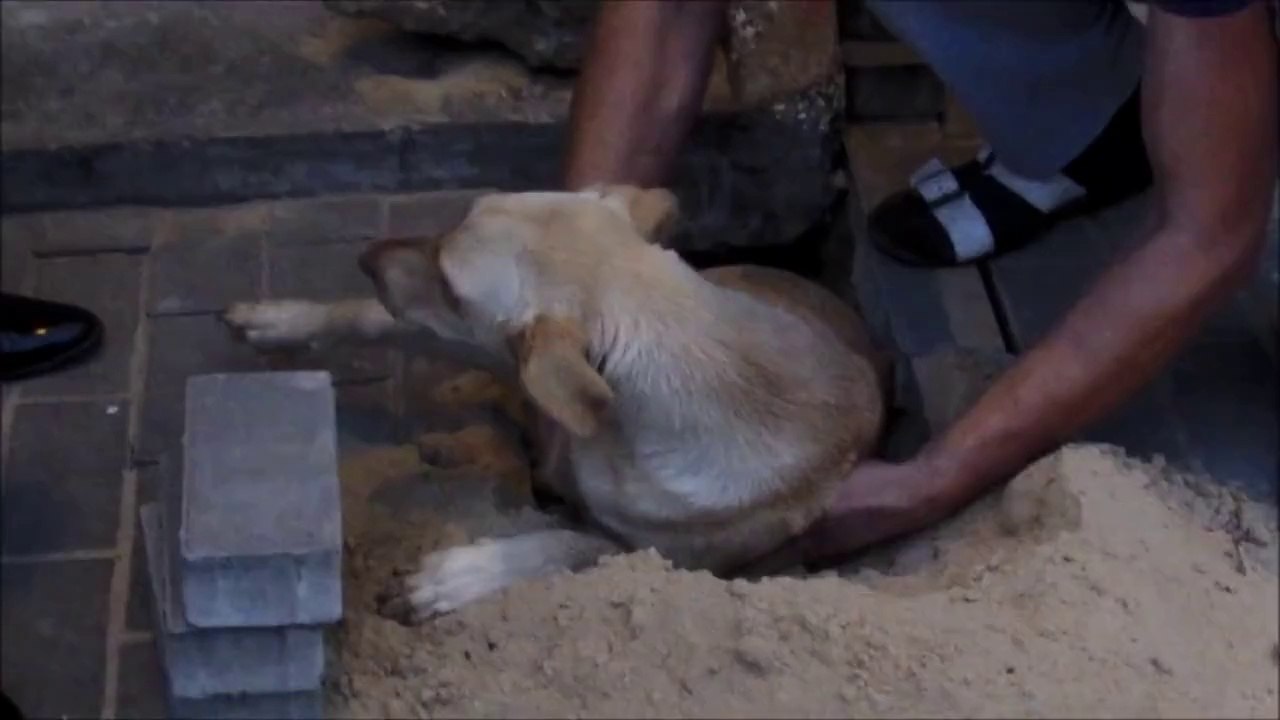 Rescue a pregnant Dog who had buried alive