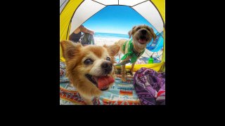 Camping with dogs is something we can all enjoy (42 Photos)