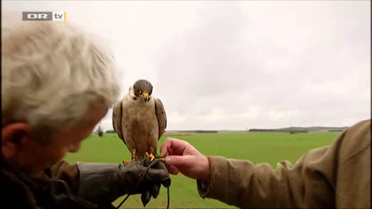 Un camion percute violemment un faucon en démonstration de vol