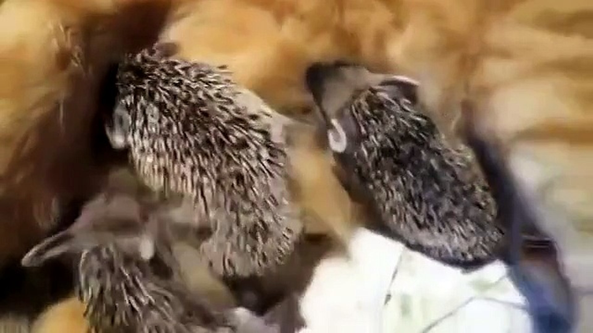 ⁣Кошка и ежата. Просто класс!!