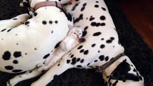 Милый котёнок и его телохранители)