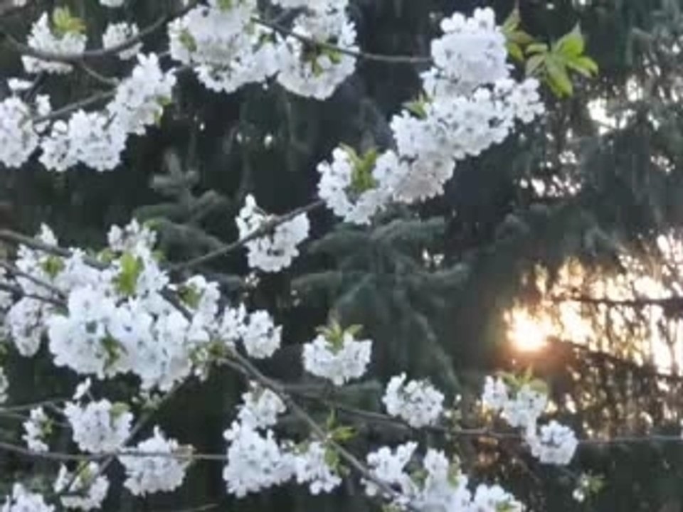 The Garden in the Spring