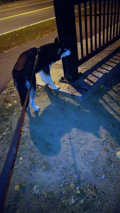 Walking Meeko