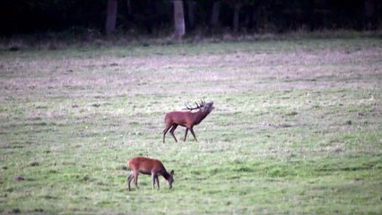Brame du cerf au domaine de Chambord