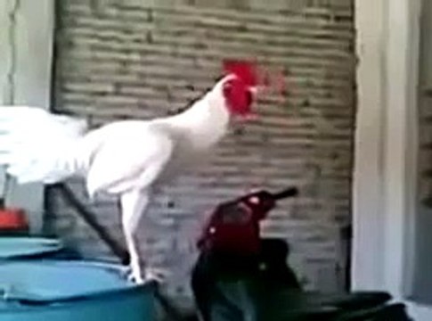 komik Video Komik Horoz ☆ Komedi ve Eğlence izle (video) ツ