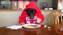 Dog Eating Food Like a Human in Red Hoodie