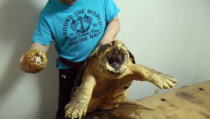 When I was little, I was given a turtle