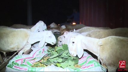 (CDA) sealed the illegal cattle market established in Sector I-11/4