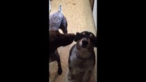 Dog Steals Treat Off Other Dog's Nose