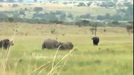 Bufalo vs Rinoceronte